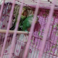 کوتوله برزیلی نرو ماده