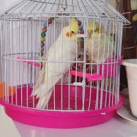 عروس هلندی