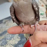 عروس هلندی( ۳ ‌.۴ ماهه)