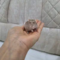 همسترکمپل