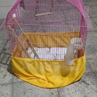 قفسه پرند سالم همه وسایل