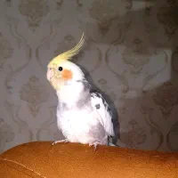 عروس هلندی