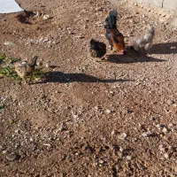 مرغ و خروس محلی