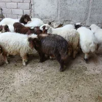 تعدادیبرهصادراتی