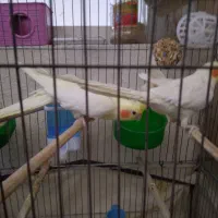 عروس هلندی ۱. ساله شرط تخم جوجه فروش فوری|پرنده|لالی, |دیوار