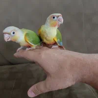 جوجه سریلاکی طوطی گرینچیک