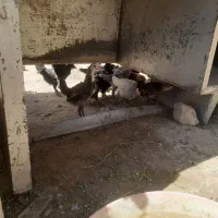جوجه محلی ۳ماهه