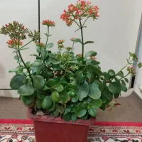 گل‌های خانگی جوان