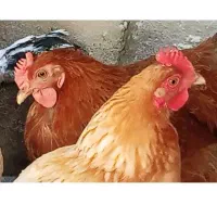 مرغ  تخم گذار و خروس جوان
