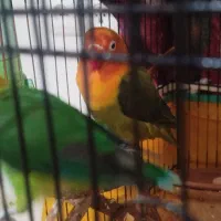 فروش طوطی|پرنده|شهریار, شهرک وائین|دیوار