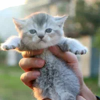 بچه گربه بریتیش ماده|گربه|رشت, منظریه|دیوار