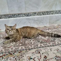 بچه گربه‌ی بسیار آروم