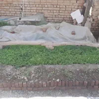 نهال گوجه فرنگی مبین ۱۰۰۰ تومان