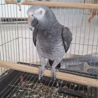 طوطی کاسکو|پرنده|نجف‌آباد, کهریزسنگ|دیوار