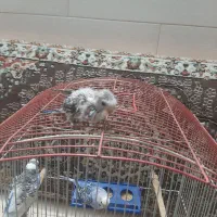 یک جفت مرغ عشق مولد ب همراه جوجشون|پرنده|پاکدشت, حصار امیر|دیوار