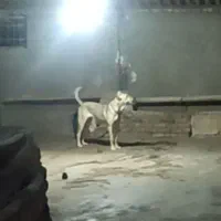 سگ ماده سراب