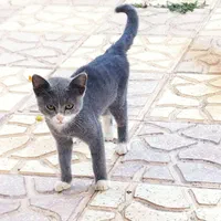 گربه