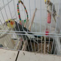 عروس هلندی نر و ماده معاوضه با کفتر