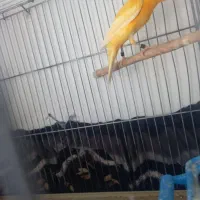 فروش ماده پرتقالی ماده سفید|پرنده|شیراز, کوشک میدان|دیوار