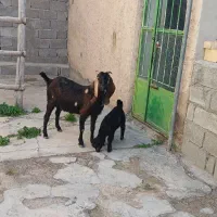 بز خارجی با بزغاله