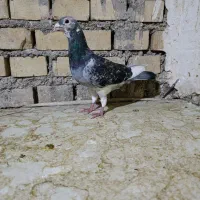 کبوترجان اردن نردرجه یک