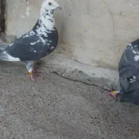 کفتر کبوتر بزک الماسی و سیاه