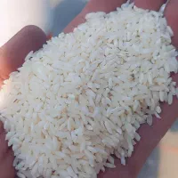 برنج چمپا   محلی  درجه یک شِیوَند