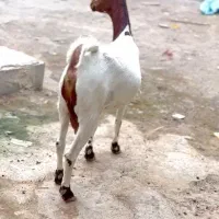 بز چند قلوزا|حیوانات مزرعه|گراش, |دیوار