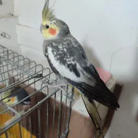 عروس هلندی نر یکسال راتموم کرده.مست آماده جفت