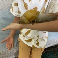 جوجه حلزون نژاد آفریقایی آلبینو و آچاتینا|خزنده|تهران, سعادتآباد|دیوار