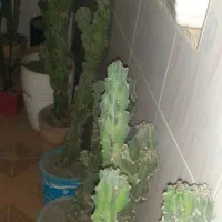 گل کاکتوس