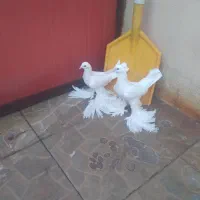 کبوتر پاپر ایاخلی