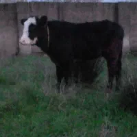 سلام یک عدد لیشه چالوسی