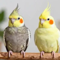 عروس هلندی