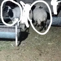 فروش دوراس گوسفند توقلی آبستن