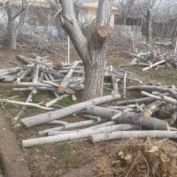 خرید انواع چوب  ،اصلاح  و قطع انواع درختان