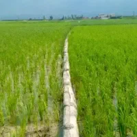 کود برای شالی