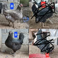 مرغ و خروس محلی|حیوانات مزرعه|چابکسر, |دیوار
