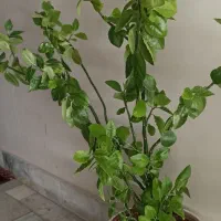 گیاه تزیینی