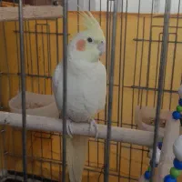 عروس هلندی لوتینو