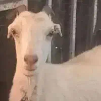 ۴راس نازدار بز۲راس دورگ سانن ،۲راس ترکی آبستن مایه