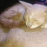 گربه