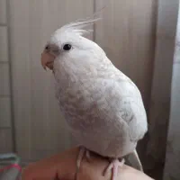 عروس هلندی ایزابلا گمشده