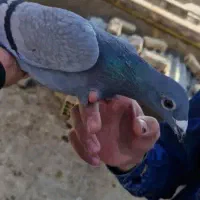 پلاکی جان آردن|پرنده|مبارکه, |دیوار