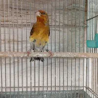 سهره قناری دهن ارسنجونی|پرنده|شیراز, صاحب الزمان|دیوار