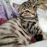 واگذاری گربه