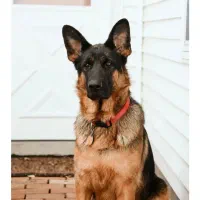 سگ ژرمن ماده