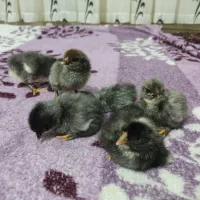 جوجه یک روزه