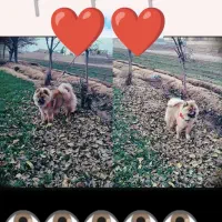 سگ چاو چاوو