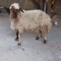میش ابستن